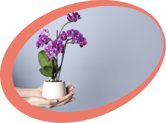 5 tips para elegir la mejor maceta para tu orquídea