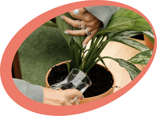 Cómo regar tus plantas correctamente para que no se te sequen o se ahoguen